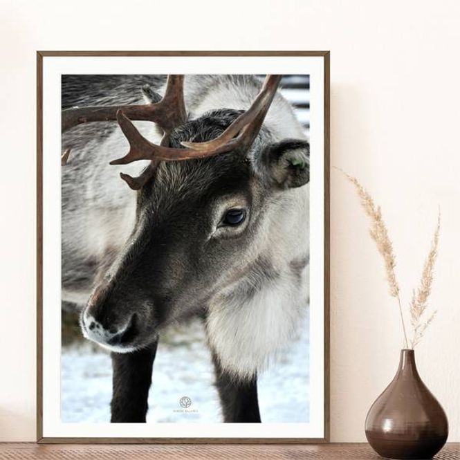 Hovedbilde Reinsdyr | 50x70 Plakat