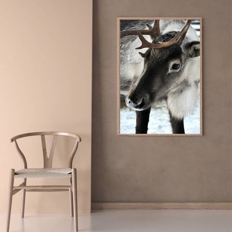 Reinsdyr | 50x70 Plakat